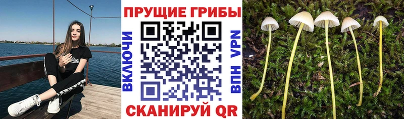 Псилоцибиновые грибы MAGIC MUSHROOMS хочу наркоту Великий Новгород